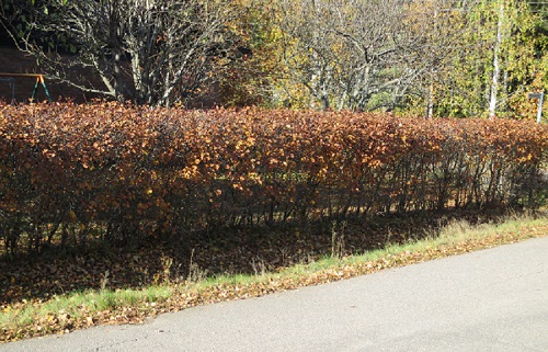 Pensasaidan leikkaus